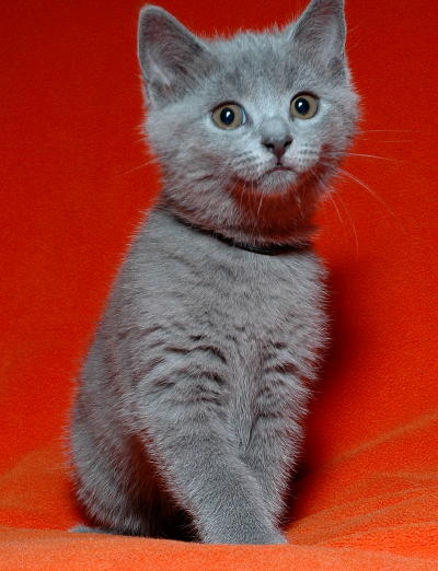 Chanson Bleu Chartreux fun