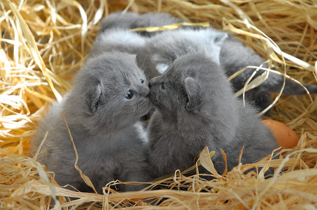 They are American Chartreux