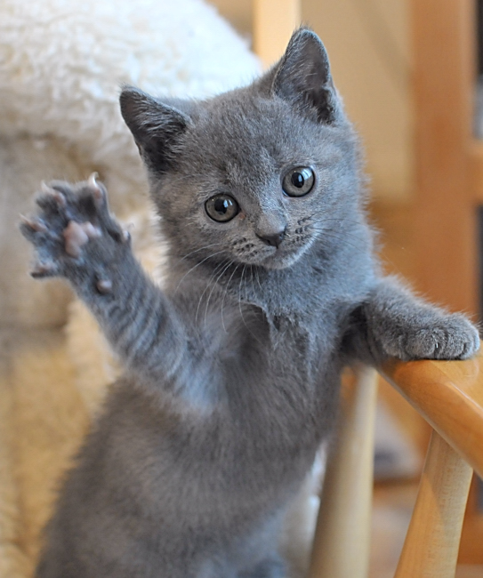 chartreux kitten