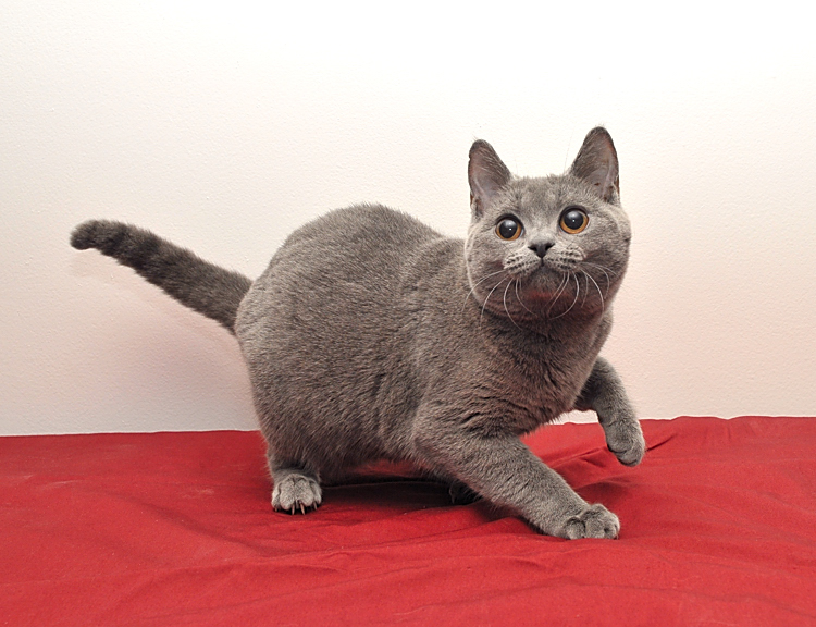 Chartreux kittens - We breed,