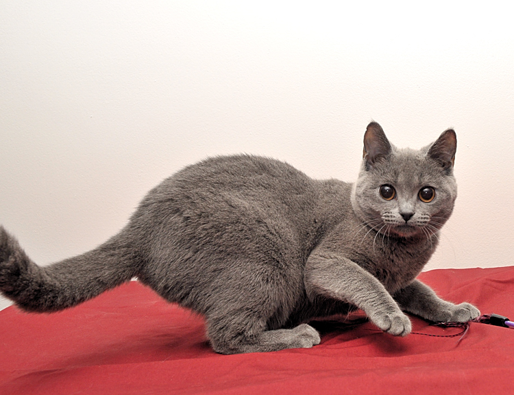 chartreux kitten