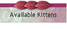 Available Kittens